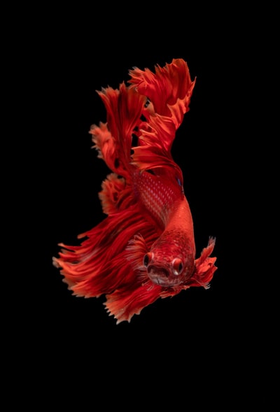 红色暹罗斗鱼